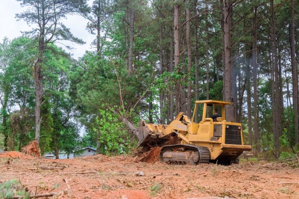 Cost of Forestry Clearing in Dunnellon