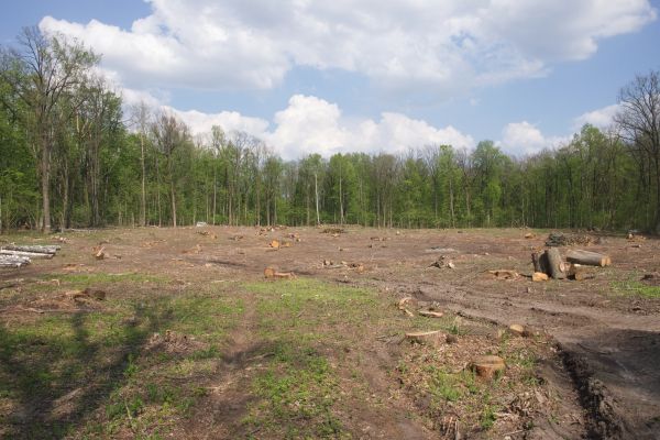 Cost of Pasture Clearing in Dunnellon