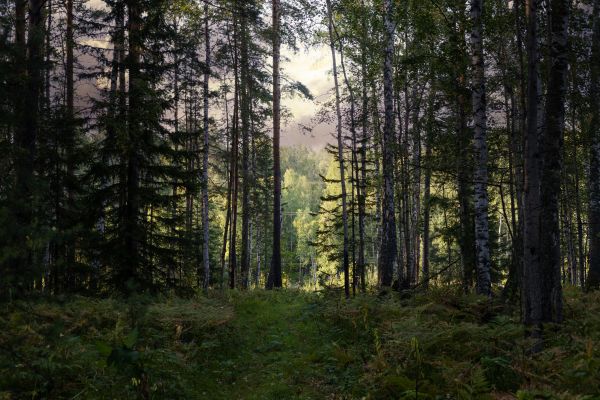 Cost of Pine Tree Clearing in Dunnellon