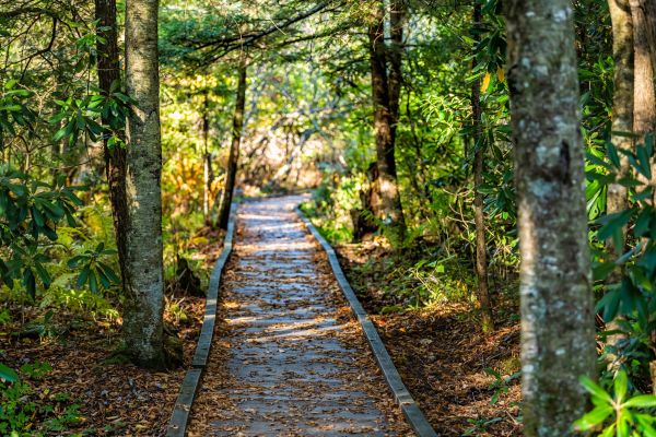 Cost of Trail Clearing in Dunnellon